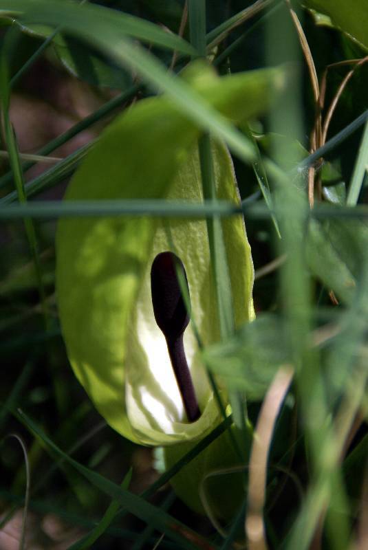 Unser Orchideenpark Bild Nr.032